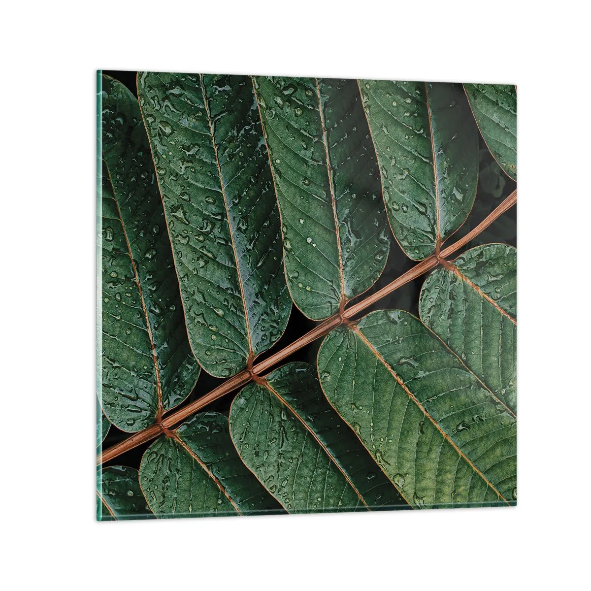 Impression sur verre - Image sur verre - Au rythme de la verdure - 70x70 cm