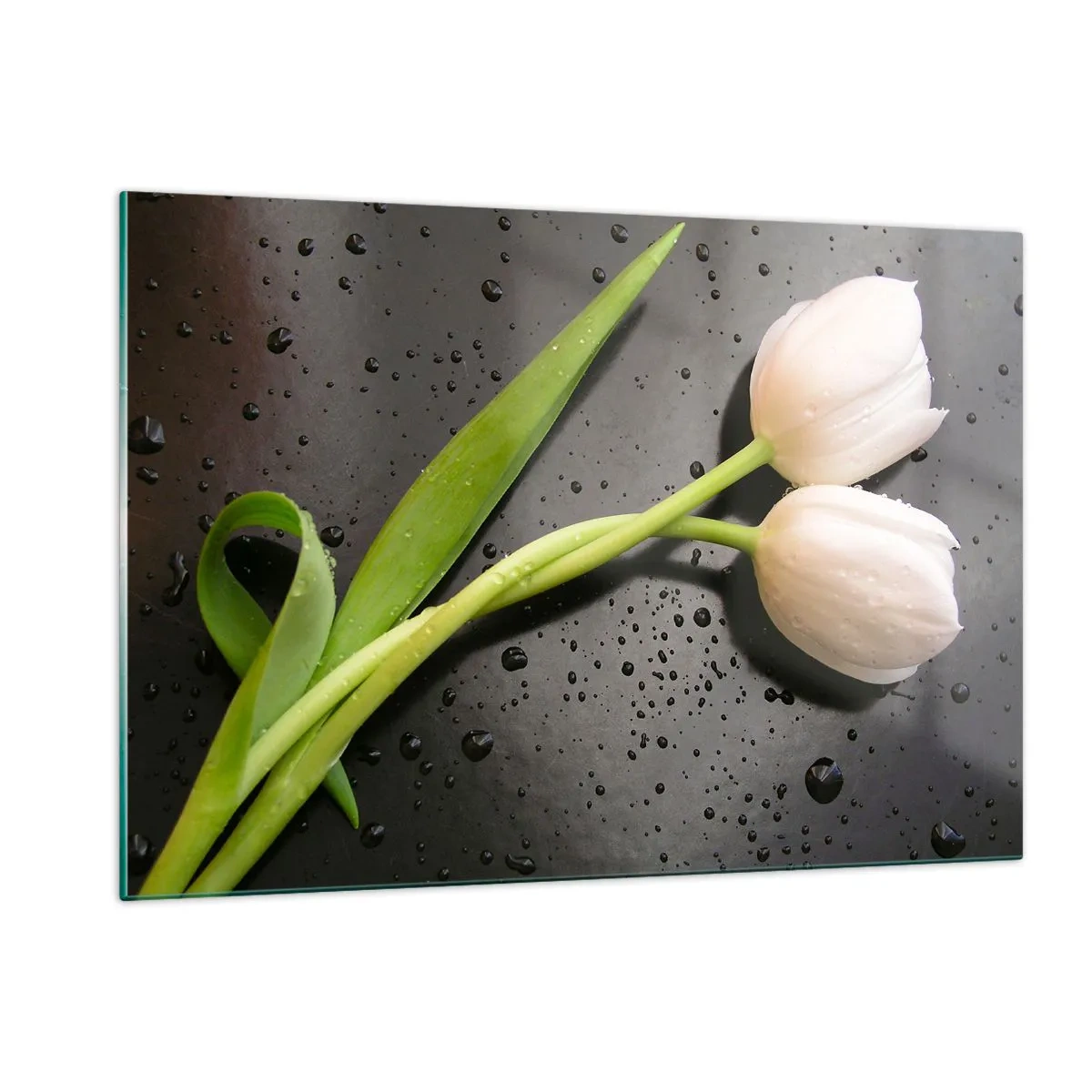 Impression sur verre - Image sur verre - Tulipes blanches sur fond de gouttes d'eau - 120x80cm - Tissage de printemps - Décoration murale moderne pour le salon et la chambre ARTTOR