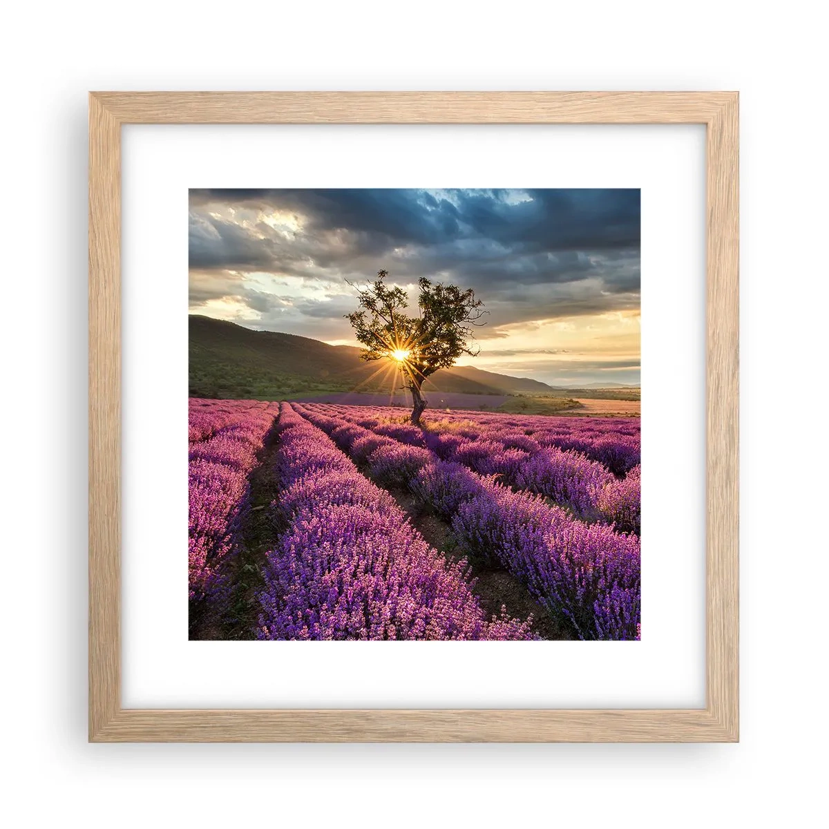 Affiche dans un chêne clair - Poster - Arôme de couleur lilas - 30x30 cm