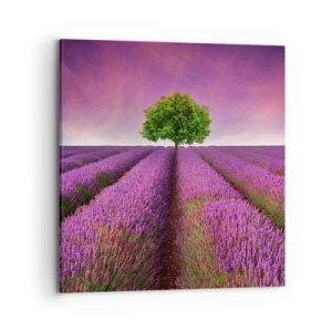 Impression sur toile - Image sur toile - Dans un champs de lavande - 70x70 cm