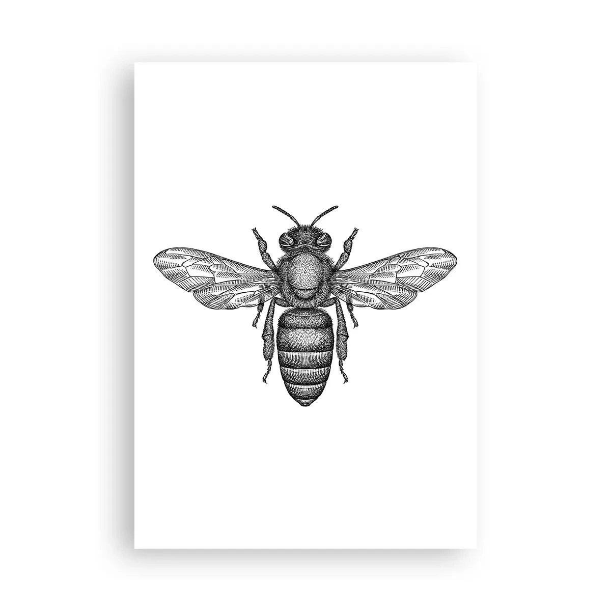 Affiche - Poster - Portrait d'insecte - 70x100 cm