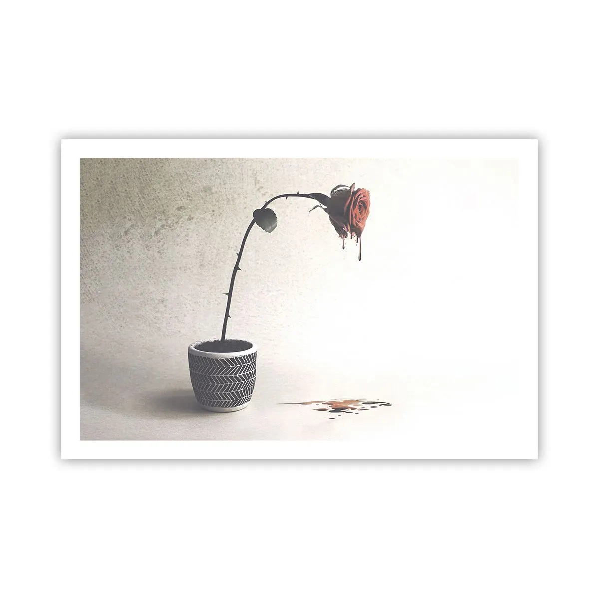 Affiche - Poster - Rosa dolorosa - 91x61 cm