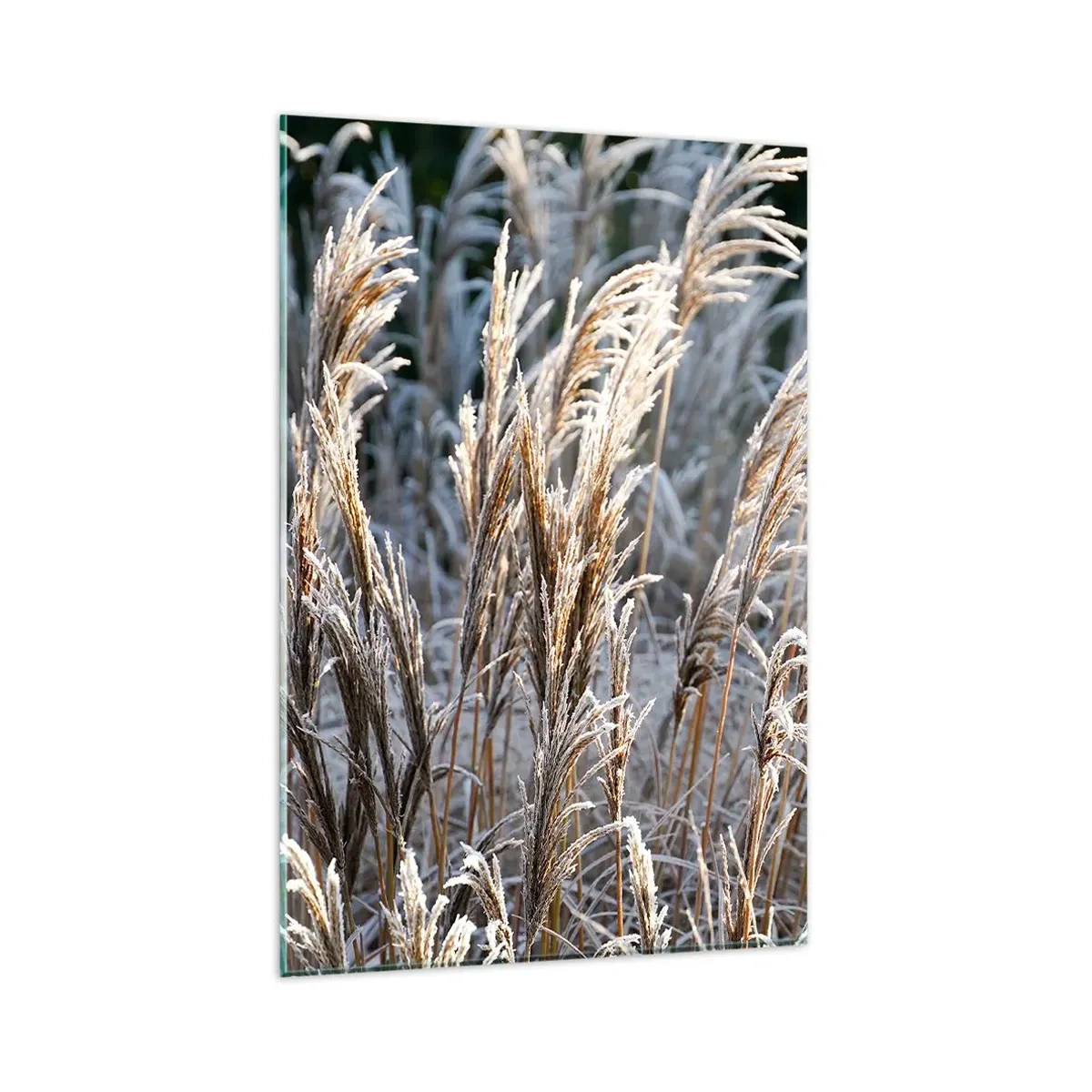 Impression sur verre - Image sur verre - Brins d'herbe d'hiver recouverts de givre sur un fond vert foncé - 80x120cm - Habillé de givre - Décoration murale moderne pour le salon et la chambre ARTTOR