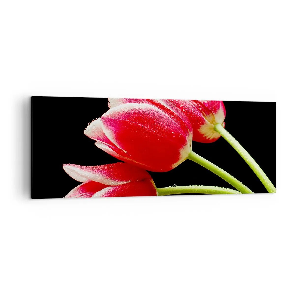 Impression sur toile - Image sur toile - Tulipes rouges avec des gouttes de rosée sur fond noir - 140x50cm - Une promesse d'amour pur - Décoration murale moderne pour le salon et la chambre ARTTOR