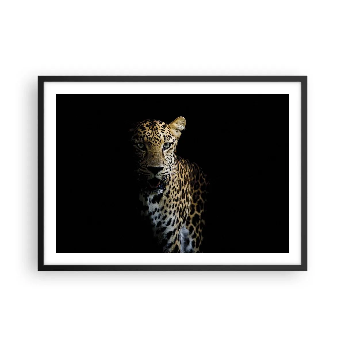 Affiche dans un cadre noir - Poster - Un léopard sur fond sombre avec un regard intense - 70x50cm - Beauté sombre - Décoration murale moderne pour le salon et la chambre ARTTOR