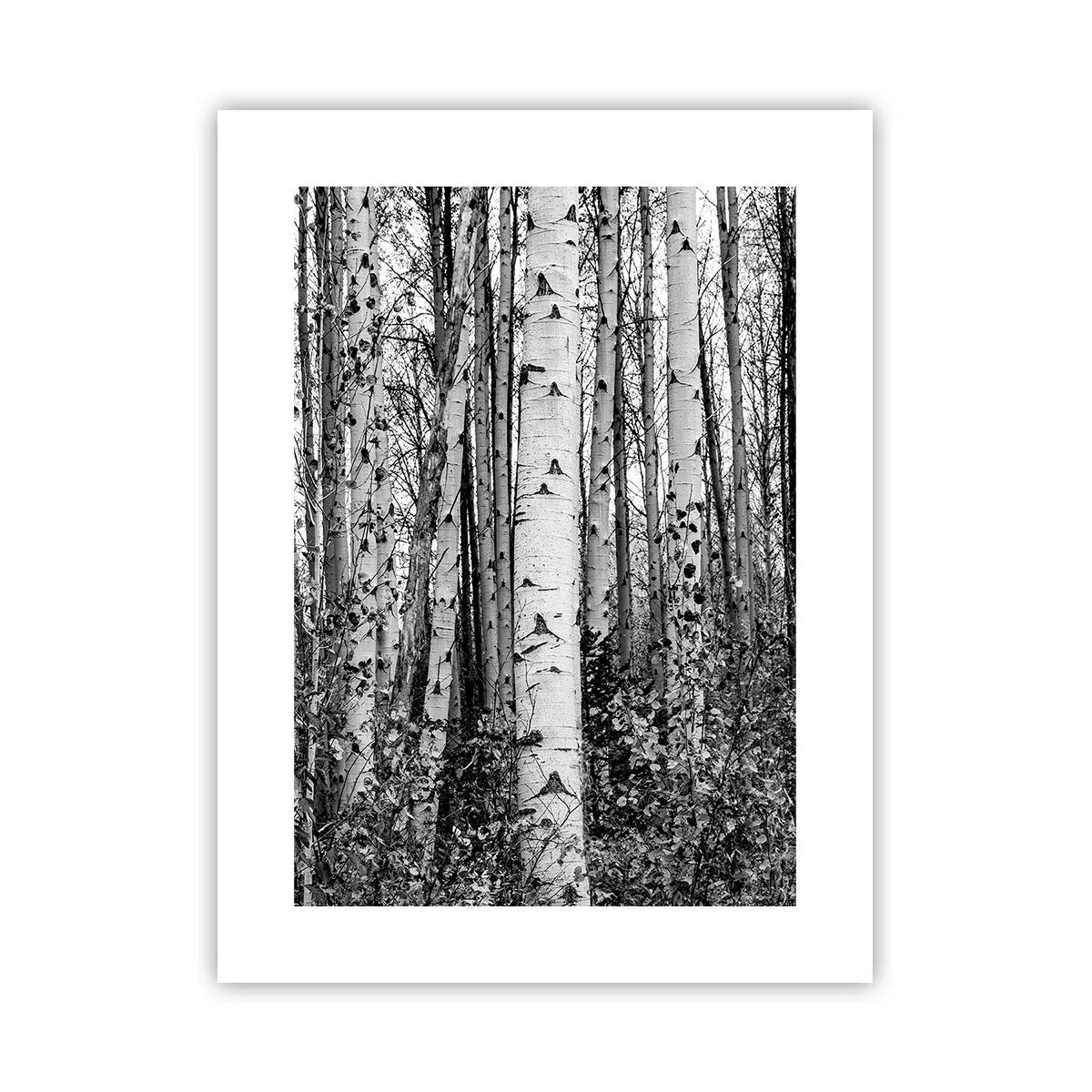 Affiche - Poster - Enchevêtrement de bouleau - 30x40 cm