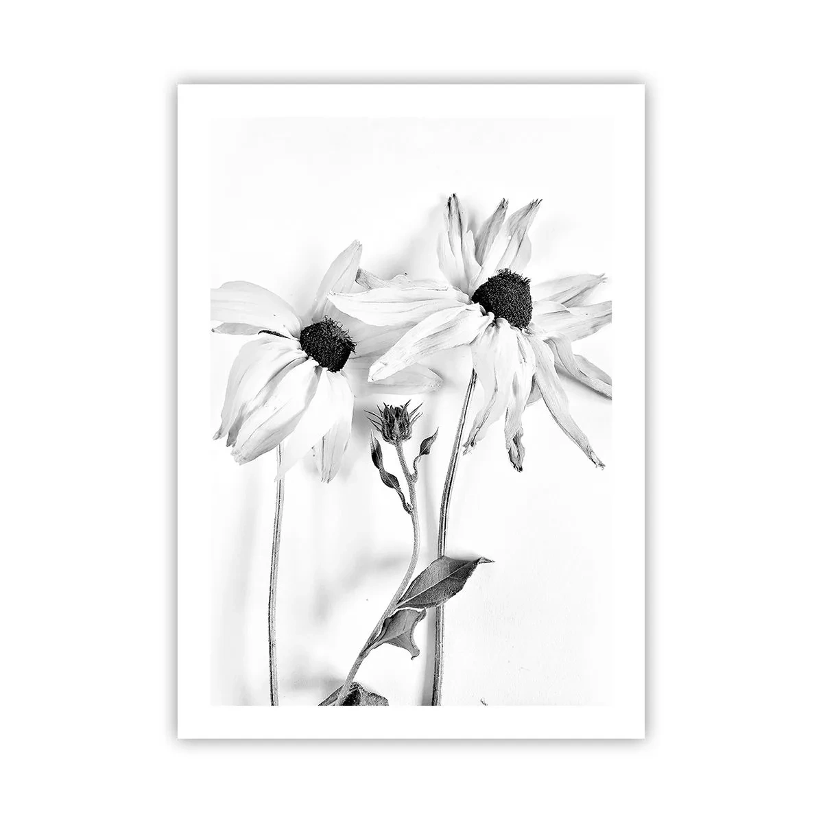 Affiche - Poster - Fleurs noires et blanches dans un style minimaliste sur un fond clair - 50x70cm - Personne ne souhaite être seul - Décoration murale moderne pour le salon et la chambre ARTTOR