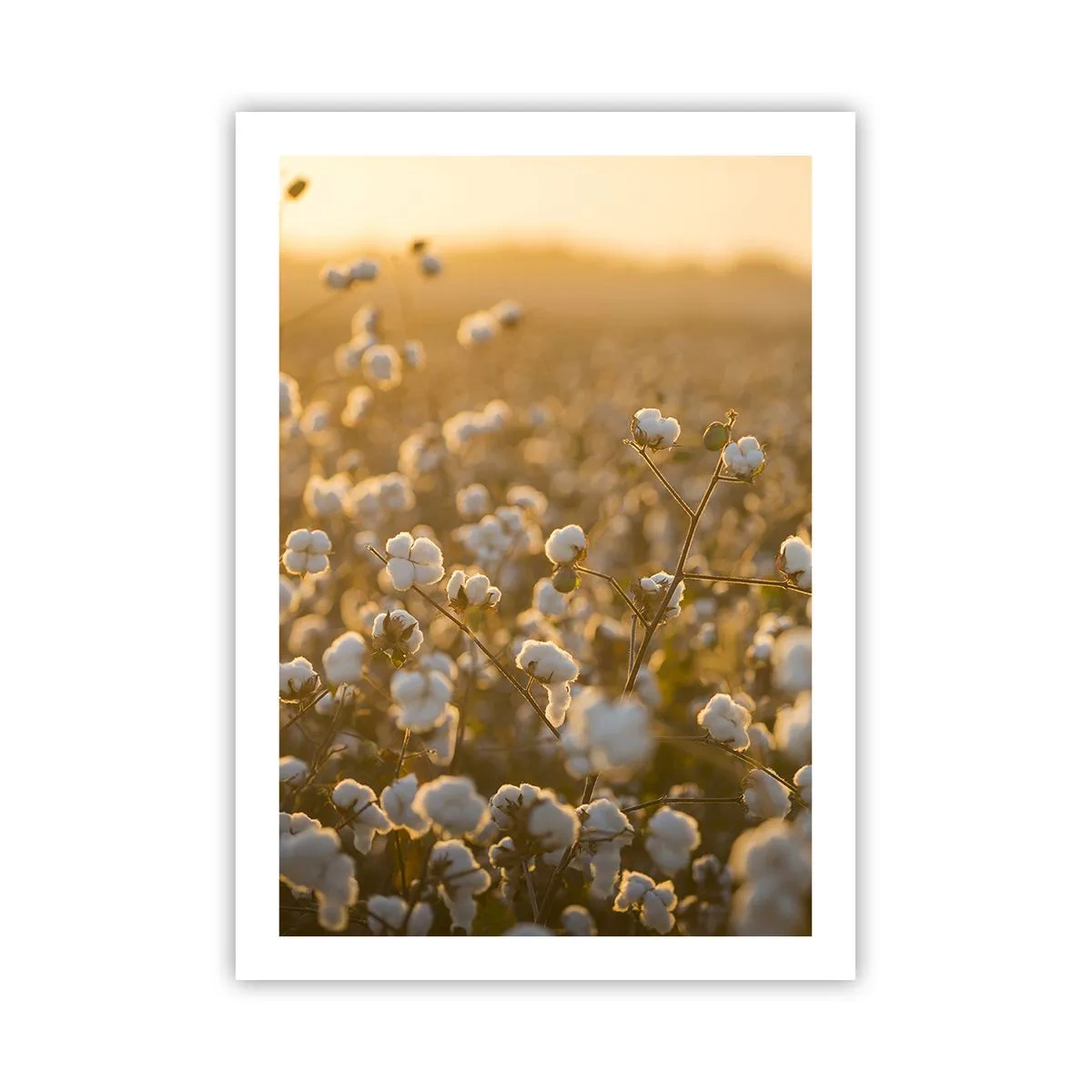 Affiche - Poster - Un champ de coton dans la chaude lumière du soleil couchant - 50x70cm - Champ moelleux - Décoration murale moderne pour le salon et la chambre ARTTOR