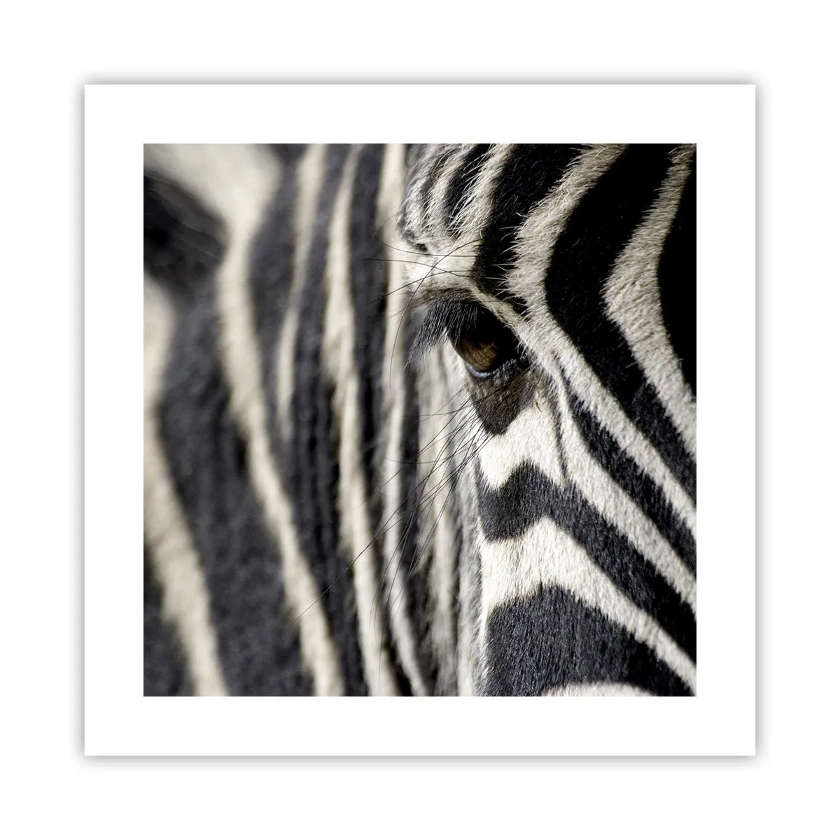 Affiche - Poster - Portrait en rayure - 40x40 cm