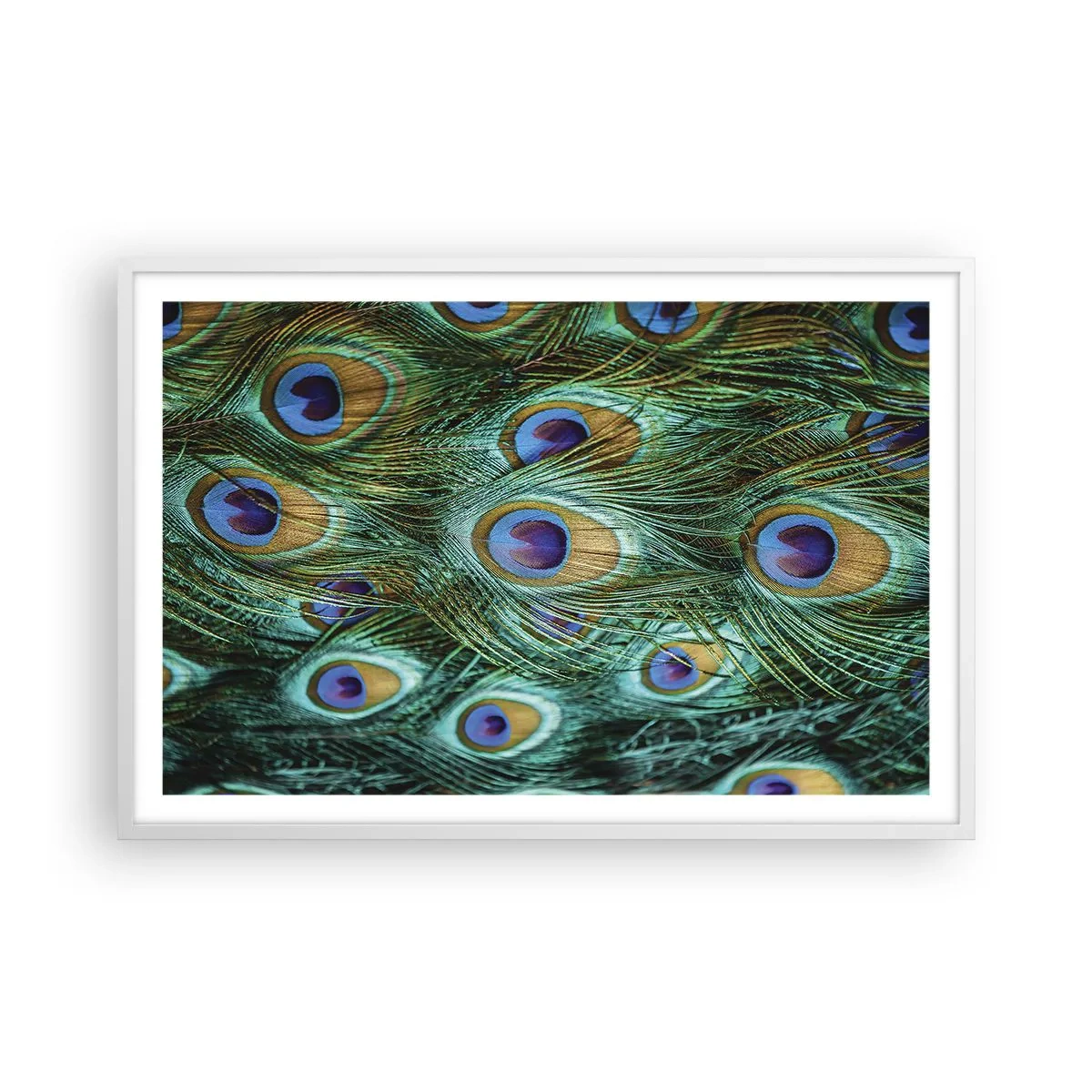 Affiche dans un cadre blanc - Poster - Un regard de paon - 91x61 cm