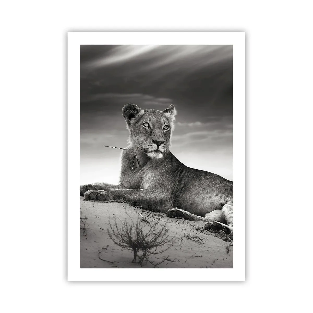 Affiche - Poster - Portrait noir et blanc d'un lion se reposant dans le désert - 50x70cm - La reine du désert reste - Décoration murale moderne pour le salon et la chambre ARTTOR