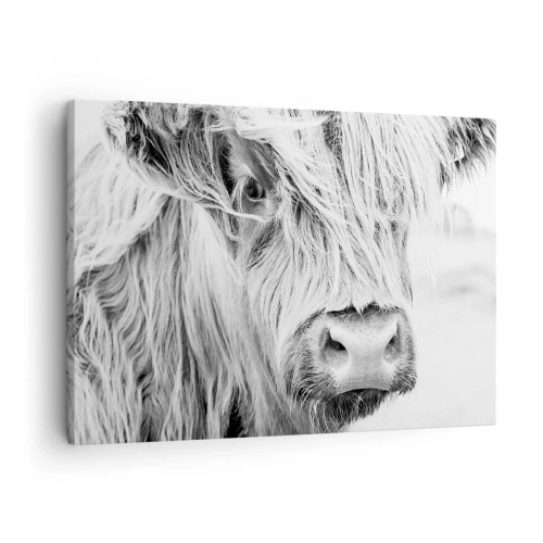 Impression sur toile - Image sur toile - Portrait d'une vache écossaise en noir et blanc - 70x50cm - Sauvagerie écossaise - Décoration murale moderne pour le salon et la chambre ARTTOR