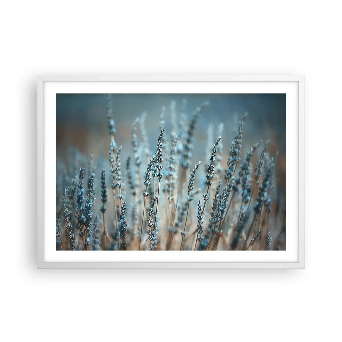 Affiche dans un cadre blanc - Poster - Tige odorante - 70x50 cm