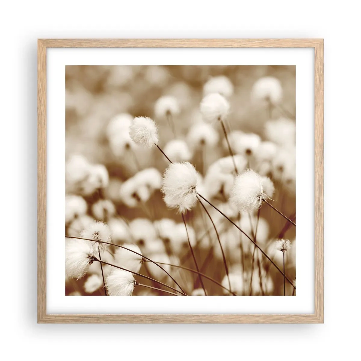 Affiche dans un chêne clair - Poster - Tige moelleuse - 50x50 cm