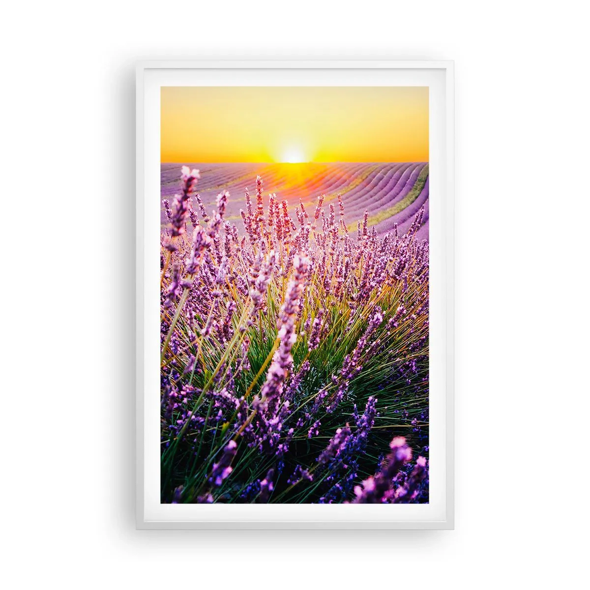 Affiche dans un cadre blanc - Poster - Tige parfumée - 61x91 cm