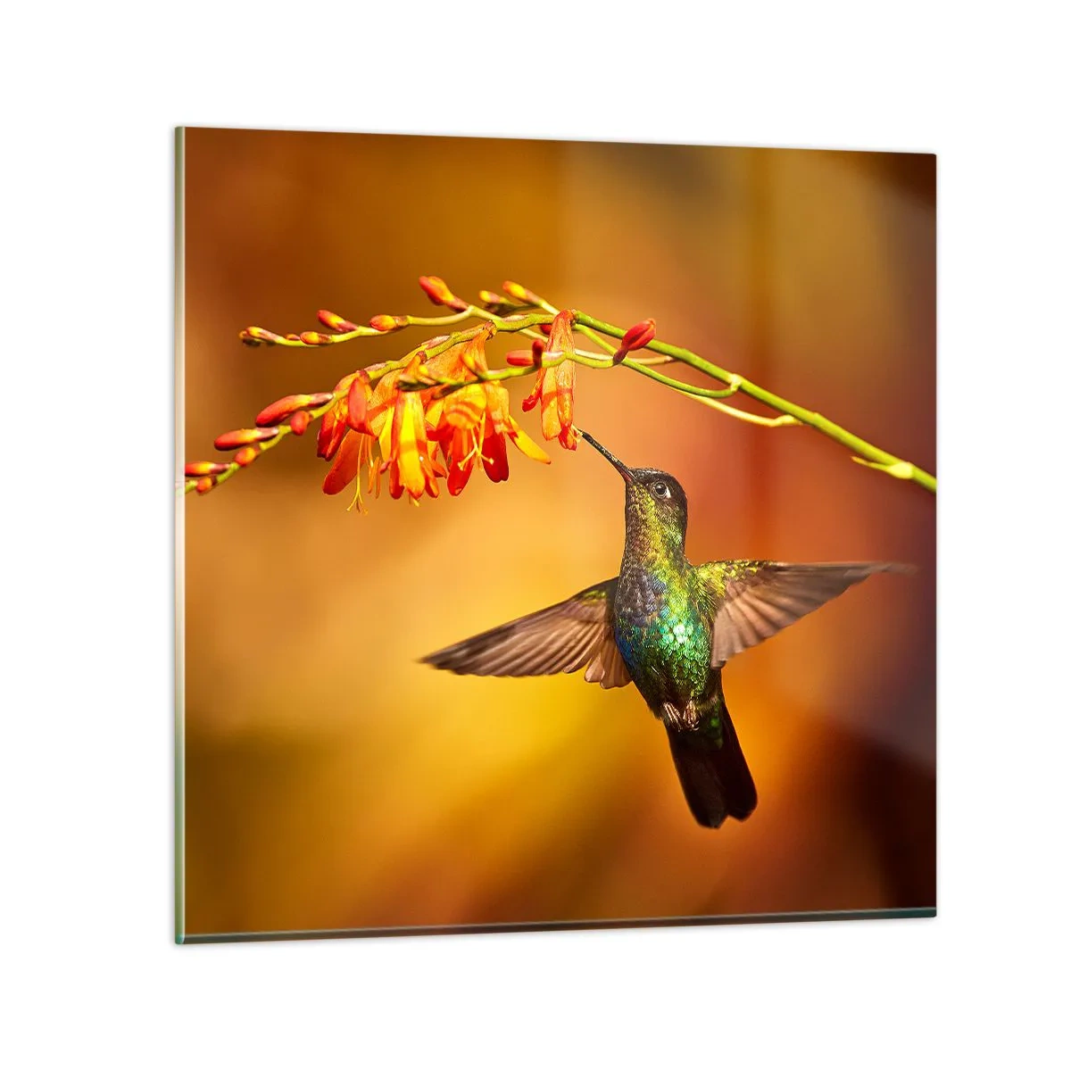 Impression sur verre - Image sur verre - Un messager de lumière selon les Mayas - 70x70 cm