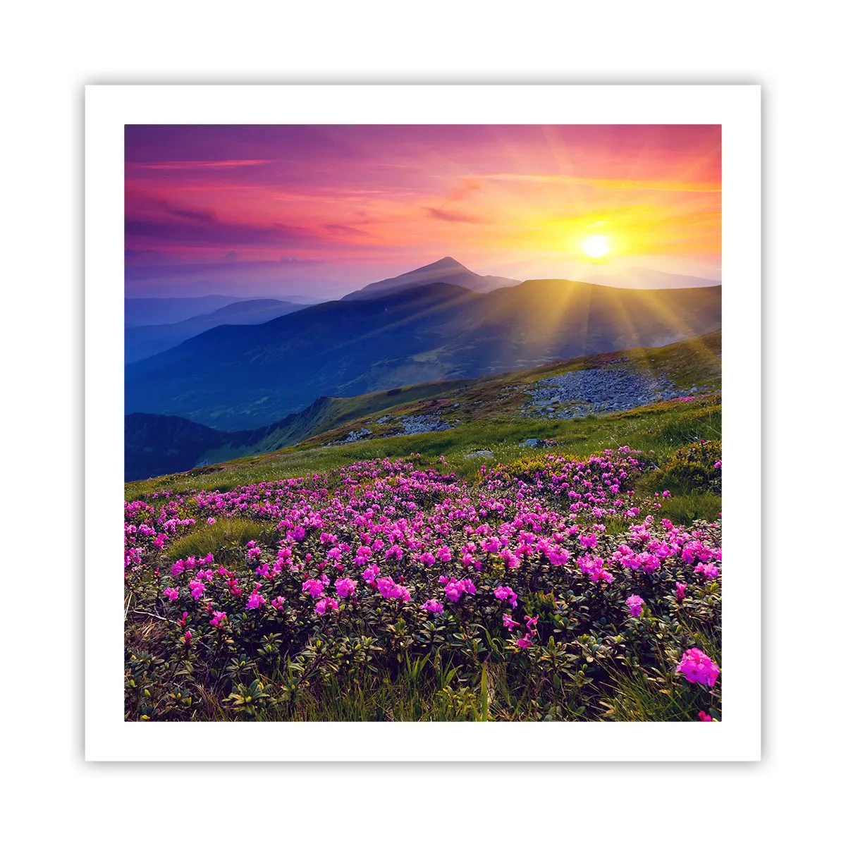 Affiche - Poster - … Et autour, ça sent le pin des montagnes et l'odeur de la prairie - 60x60 cm
