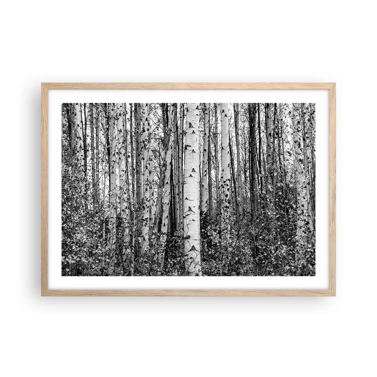 Affiche dans un chêne clair - Poster - Enchevêtrement de bouleau - 70x50 cm