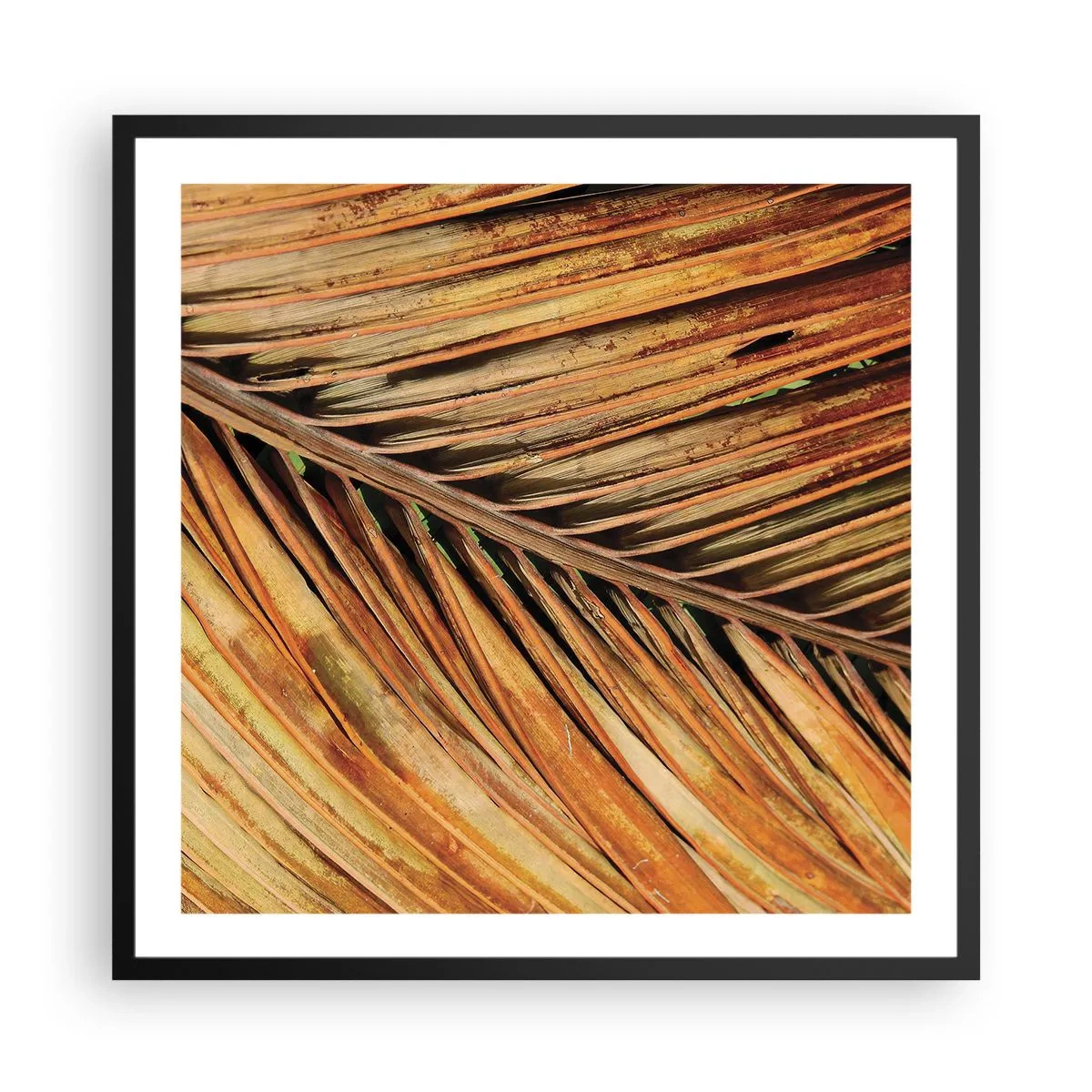 Affiche dans un cadre noir - Poster - Or de noix de coco - 60x60 cm