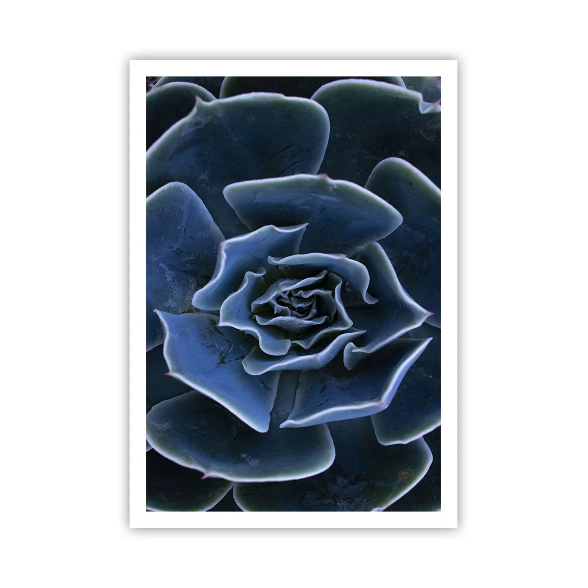 Affiche - Poster - Fleur du désert - 70x100 cm