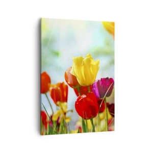 Impression sur toile - Image sur toile - Tulipes colorées au soleil - 50x70cm - Toutes les couleurs du soleil - Décoration murale moderne pour le salon et la chambre ARTTOR