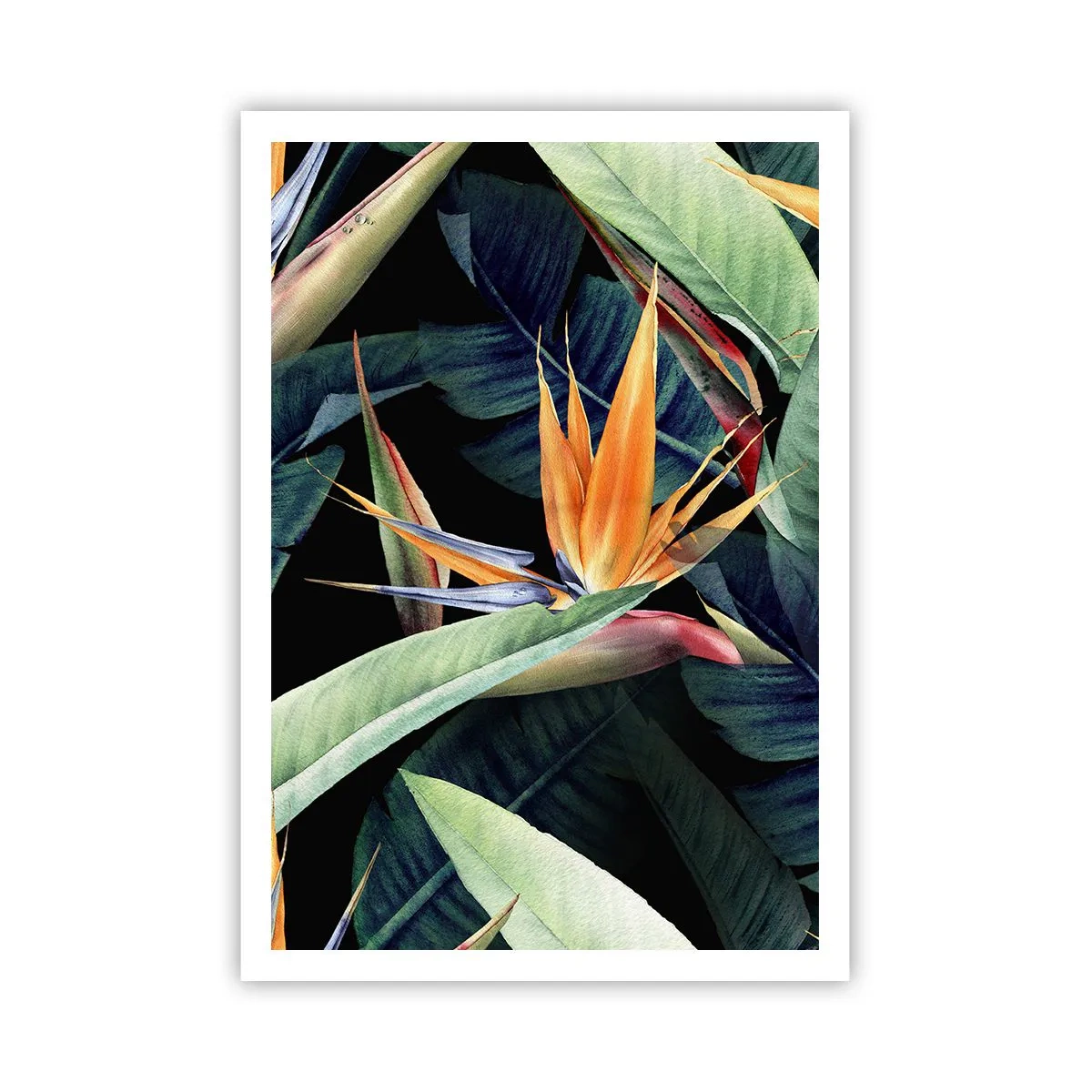 Affiche - Poster - Fleurs flamboyantes des tropiques - 70x100 cm