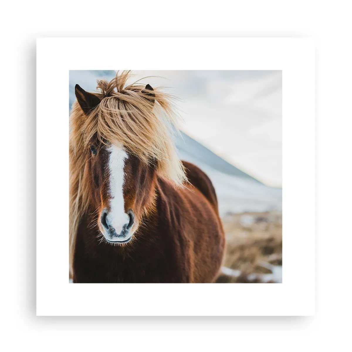 Affiche - Poster - Sentez-vous la liberté ? - 30x30 cm