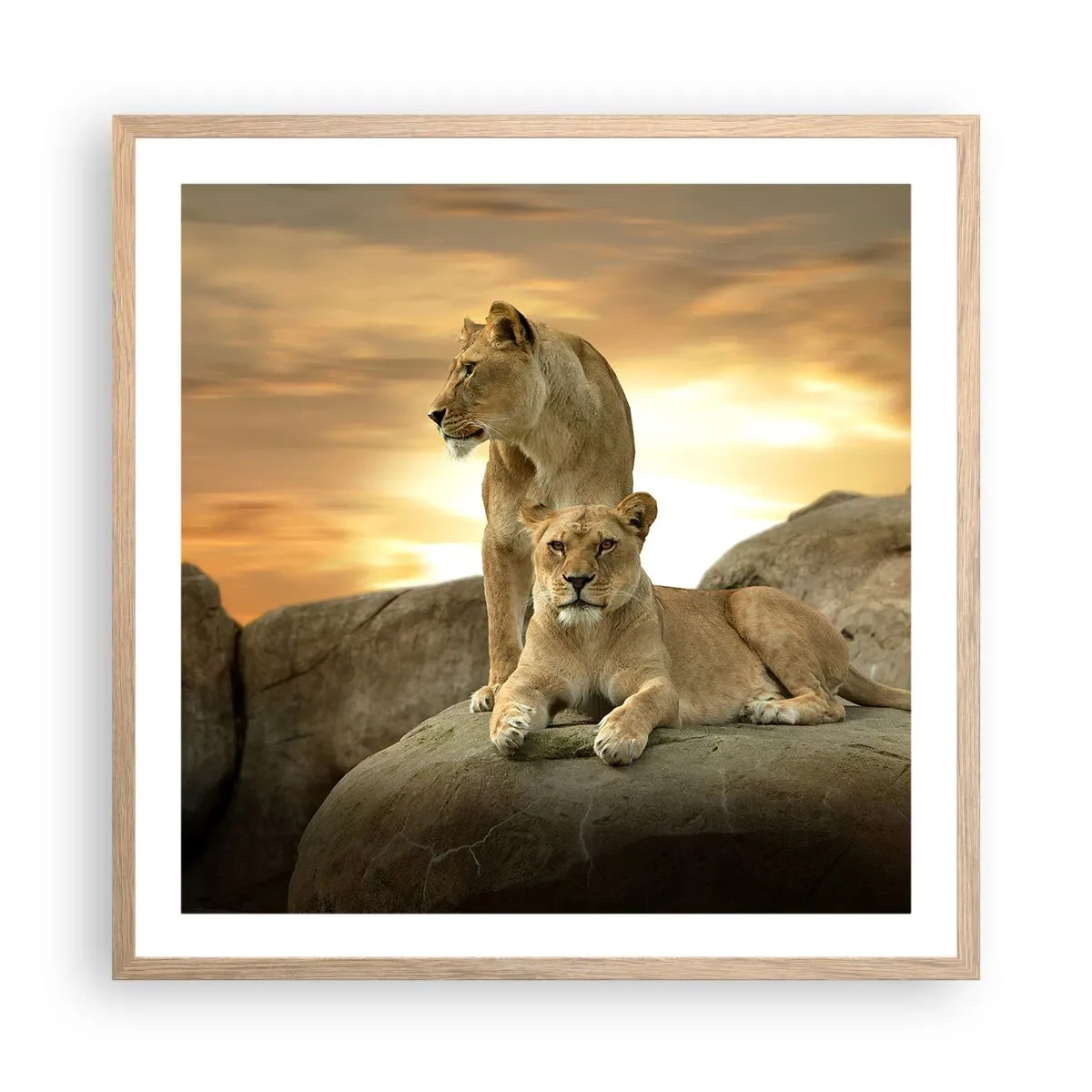 Affiche dans un chêne clair - Poster - Majesté royale - 60x60 cm