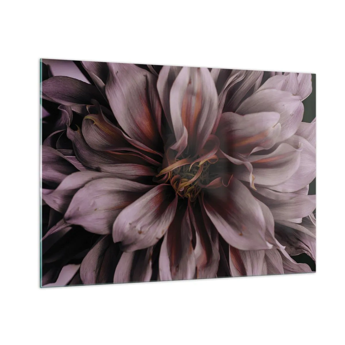 Impression sur verre - Image sur verre - Gros plan d'une fleur sombre aux pétales violets et bordeaux - 100x70cm - Un coeur fleuri - Décoration murale moderne pour le salon et la chambre ARTTOR