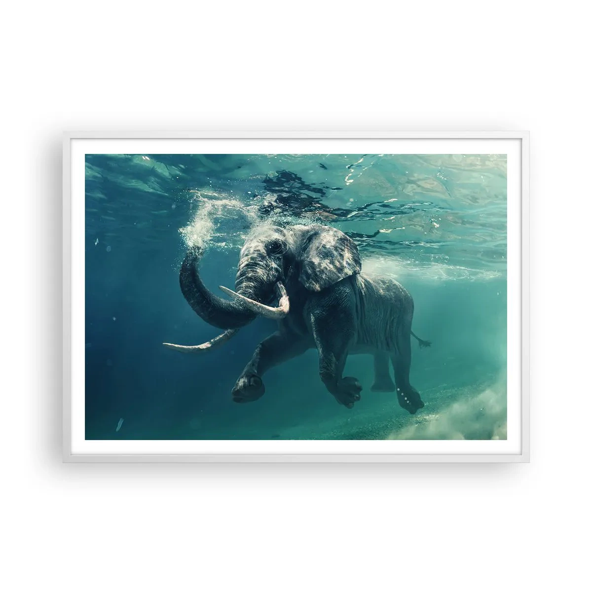 Affiche dans un cadre blanc - Poster - Tout le monde aime nager - 100x70 cm