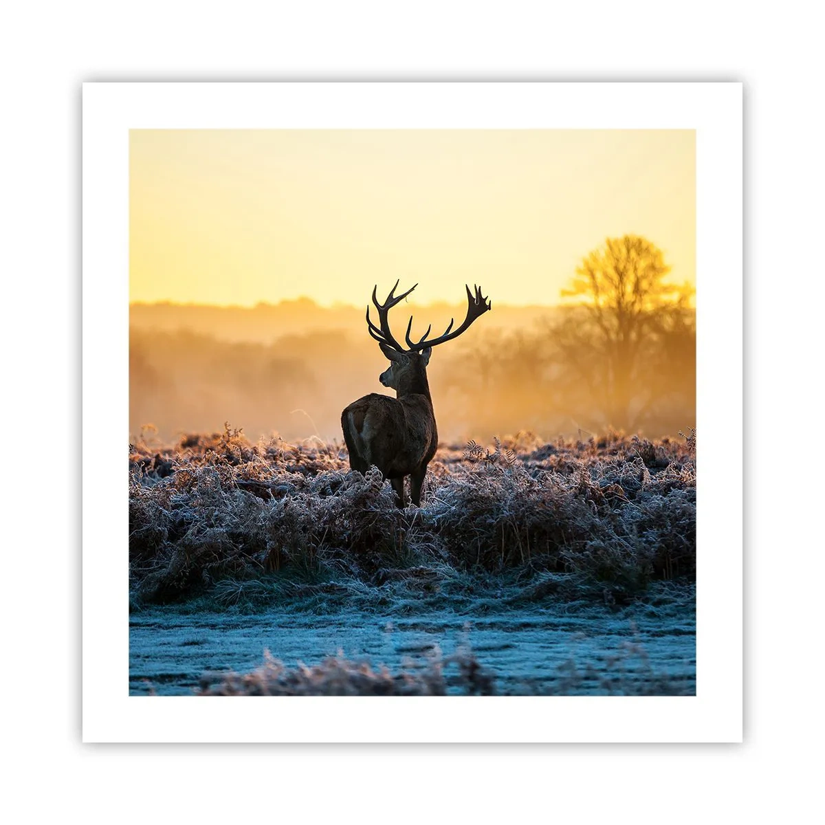 Affiche - Poster - Couronné pour sa succession - 50x50 cm