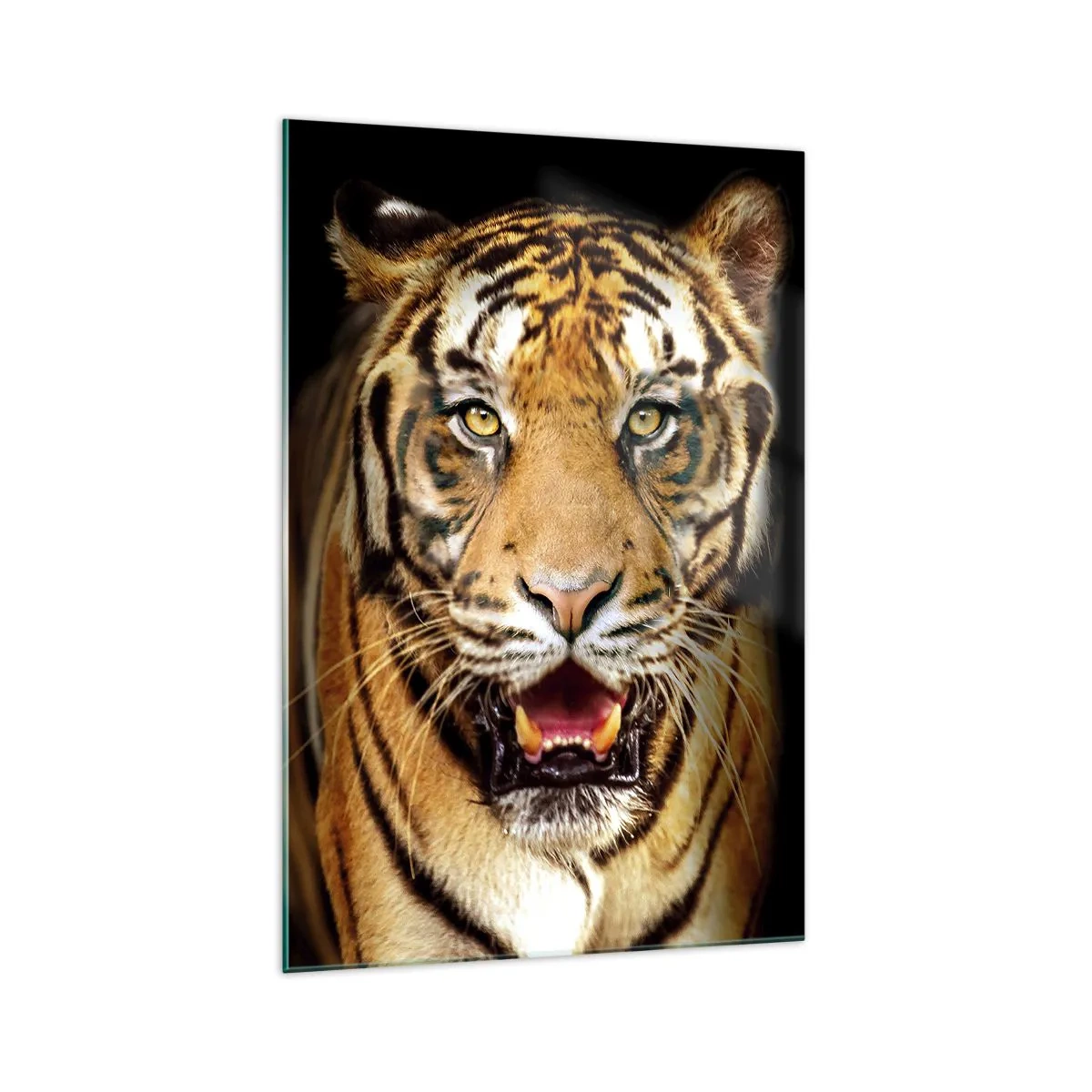 Impression sur verre - Image sur verre - Un tigre avec la gueule ouverte sur un fond noir - 70x100cm - Le coeur sauvageon - Décoration murale moderne pour le salon et la chambre ARTTOR