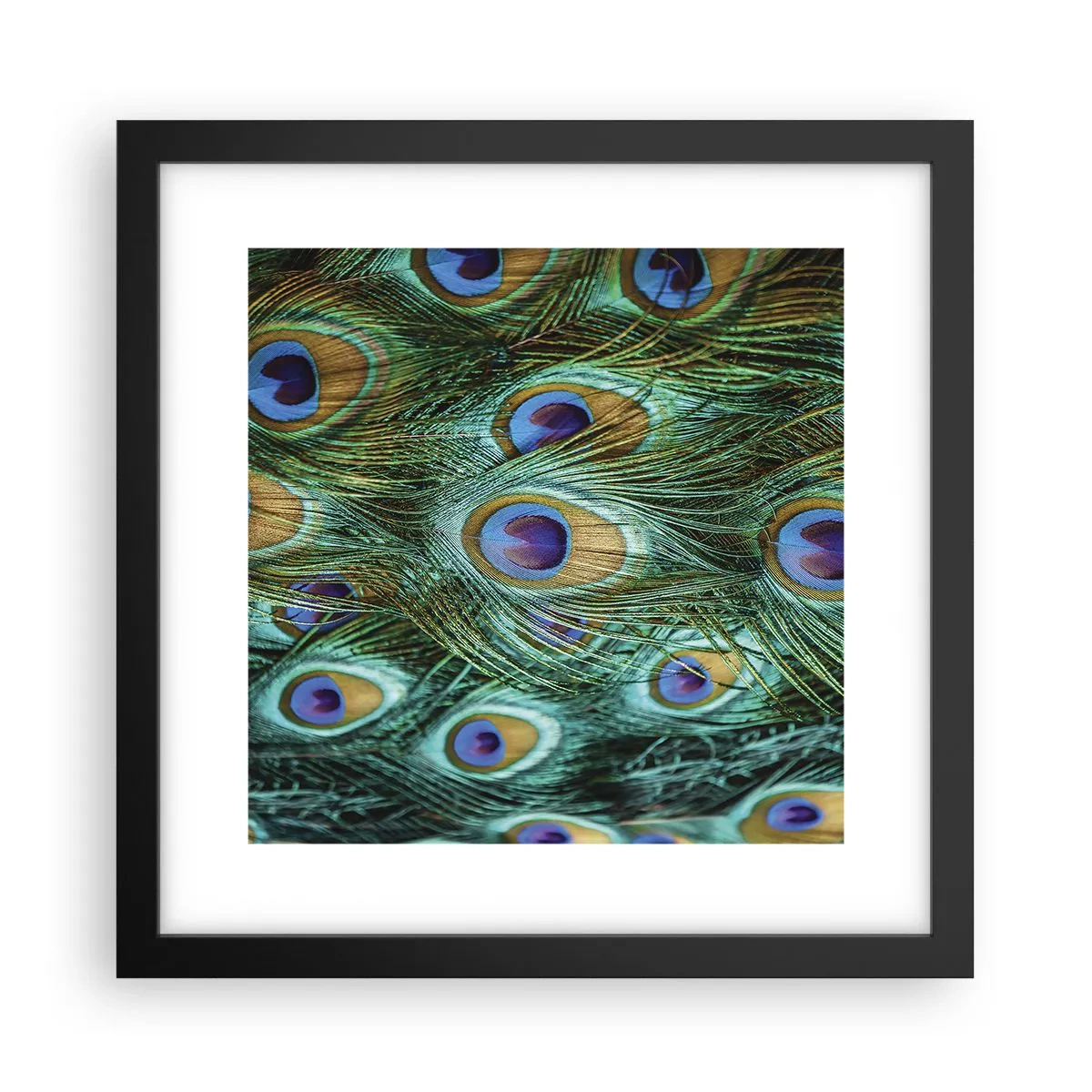 Affiche dans un cadre noir - Poster - Un regard de paon - 30x30 cm