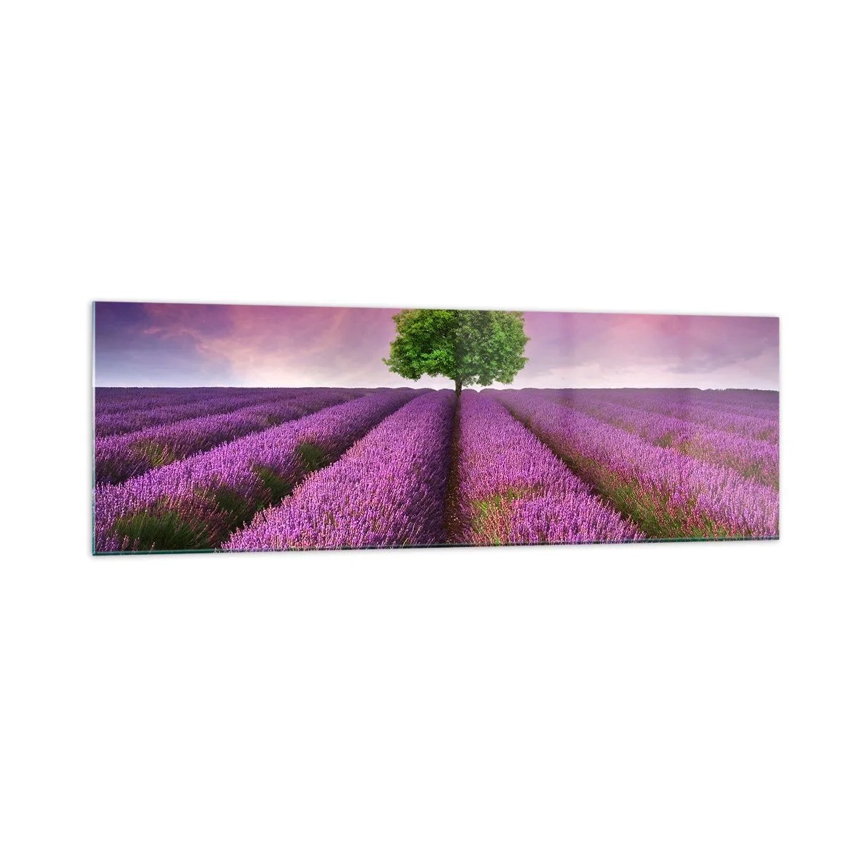 Impression sur verre - Image sur verre - Un champ de lavande avec un arbre solitaire et un ciel violet - 160x50cm - Dans un champs de lavande - Décoration murale moderne pour le salon et la chambre ARTTOR