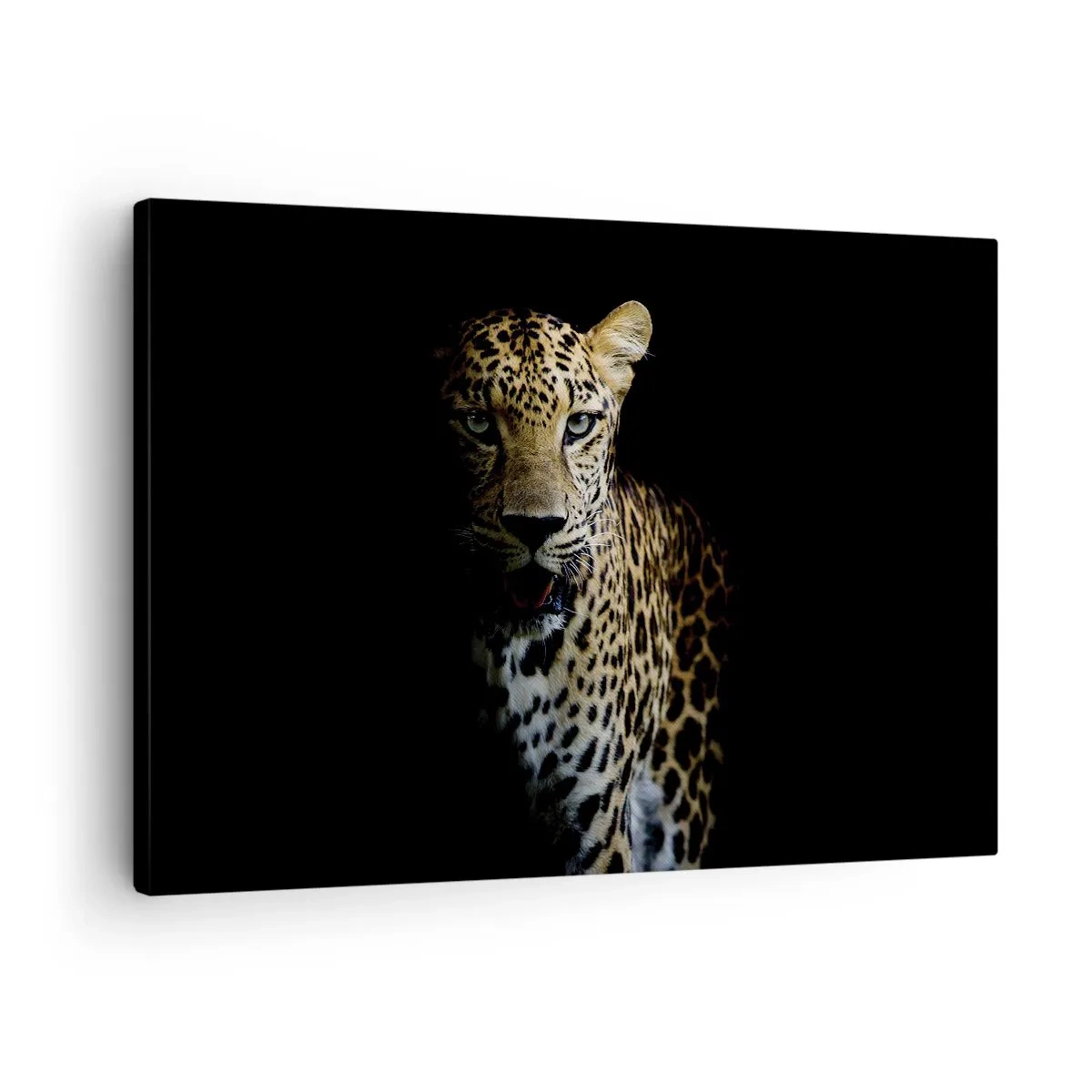 Impression sur toile - Image sur toile - Un léopard sur fond sombre avec un regard intense - 70x50cm - Beauté sombre - Décoration murale moderne pour le salon et la chambre ARTTOR