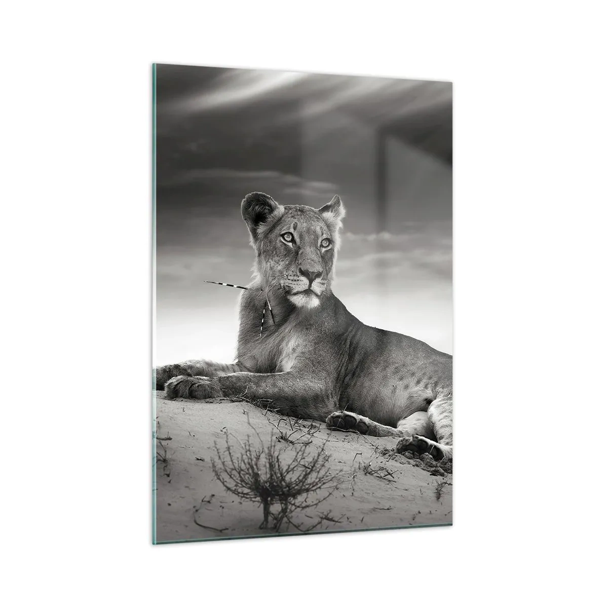 Impression sur verre - Image sur verre - Laissé gisant dans le désert dans un cadre noir et blanc - 50x70cm - La reine du désert reste - Décoration murale moderne pour le salon et la chambre ARTTOR