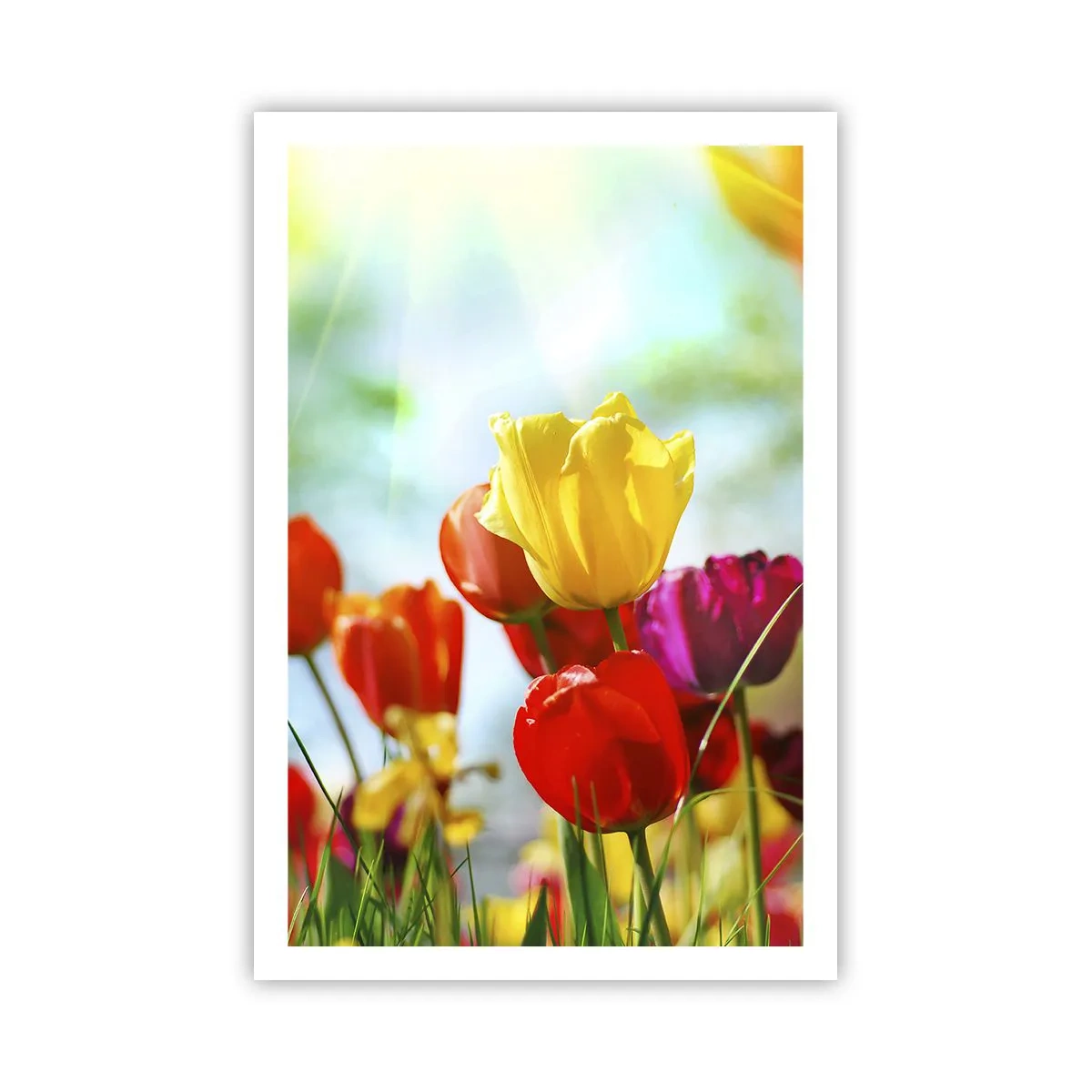 Affiche - Poster - Toutes les couleurs du soleil - 61x91 cm