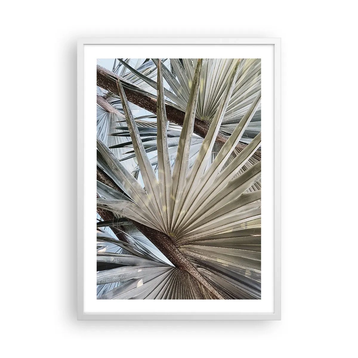 Affiche dans un cadre blanc - Poster - Evantail sous les tropiques - 50x70 cm