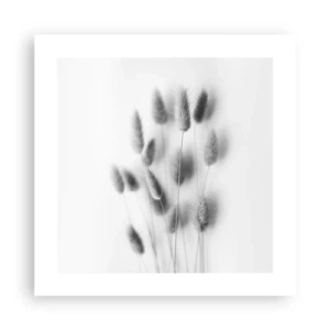 Affiche - Poster - Son herbe duveteuse - 40x40 cm