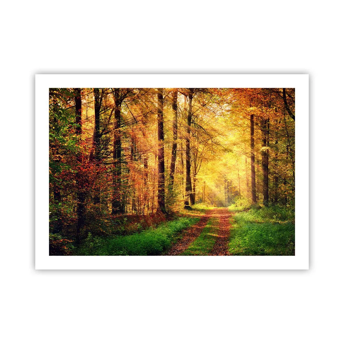 Affiche - Poster - Silence d'or en forêt - 70x50 cm