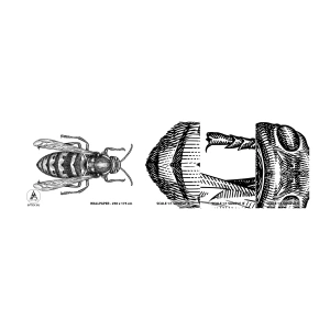 Échantillon de Papier Peint Autocollant Deluxe Sticker - D'une planète d'insectes - Guêpe, Insecte, Minimaliste - 100x30 cm