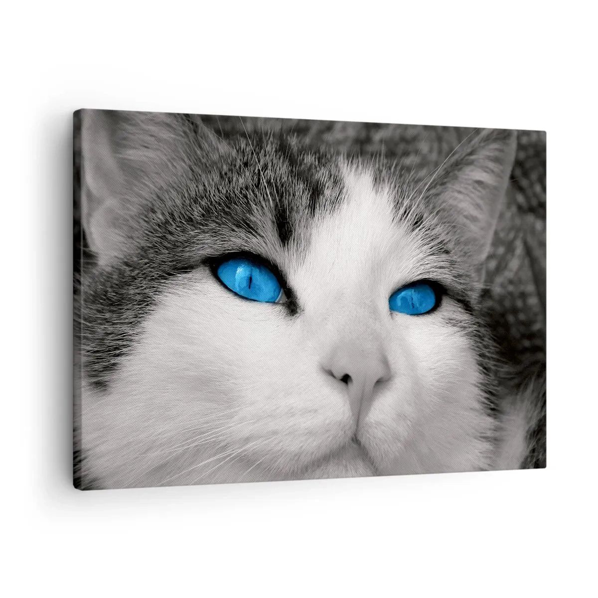 Impression sur toile - Image sur toile - Portrait d'un chat aux yeux bleus en noir et blanc - 70x50cm - Yeux bleus inhabituels - Décoration murale moderne pour le salon et la chambre ARTTOR