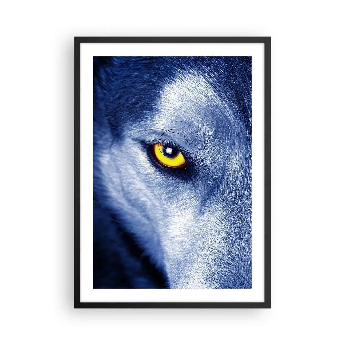 Affiche dans un cadre noir - Poster - Gros plan de l'œil jaune d'un loup dans un ton bleu - 50x70cm - Regars hypnotique - Décoration murale moderne pour le salon et la chambre ARTTOR