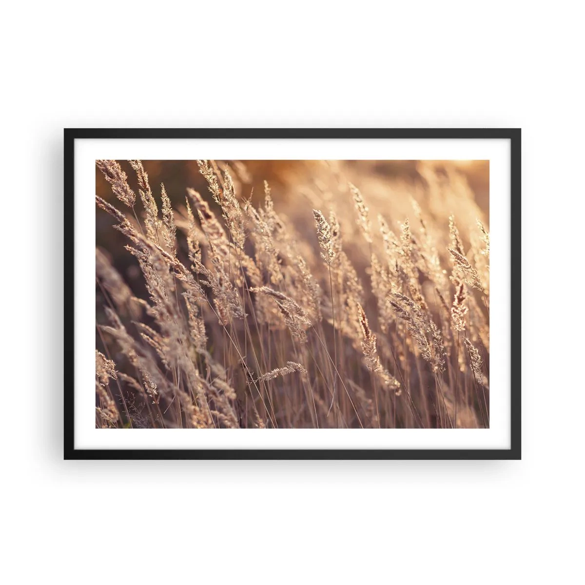 Affiche dans un cadre noir - Poster - Herbes dorées sur fond de soleil couchant - 70x50cm - Prêt à accueillir l'automne - Décoration murale moderne pour le salon et la chambre ARTTOR