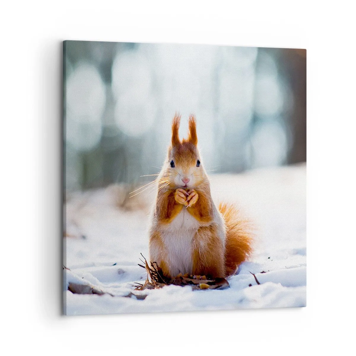 Impression sur toile - Image sur toile - Qu'est ce que tu regardes comme ça? - 50x50 cm