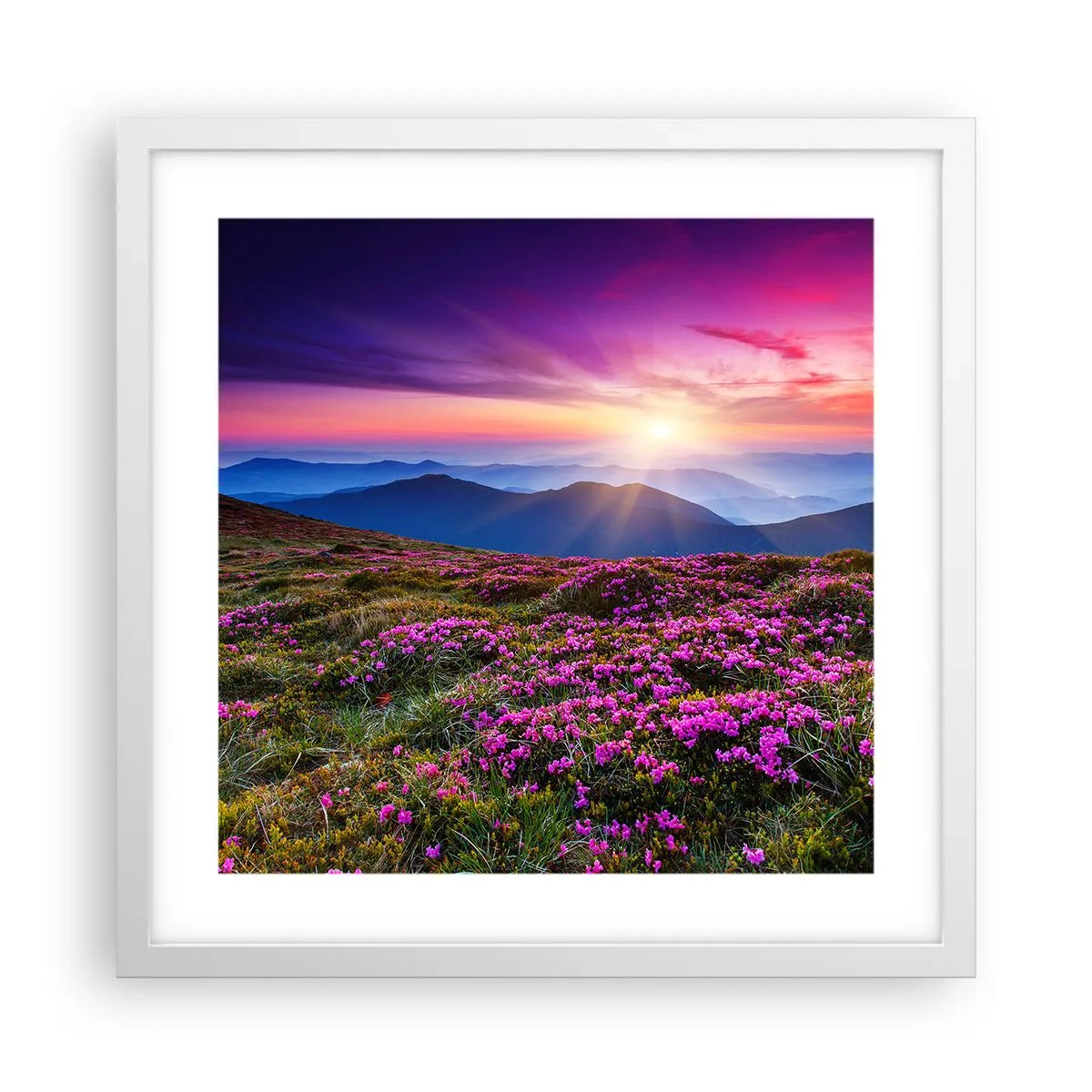 Affiche dans un cadre blanc - Poster - Les herbes sentaient les grappes fraîches de la récolte - 40x40 cm