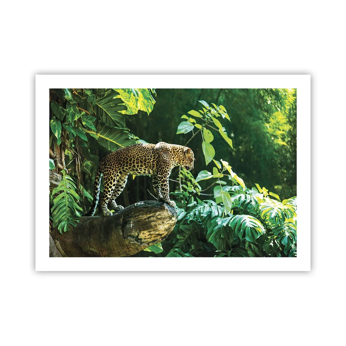 Affiche - Poster - À la chasse? - 70x50 cm