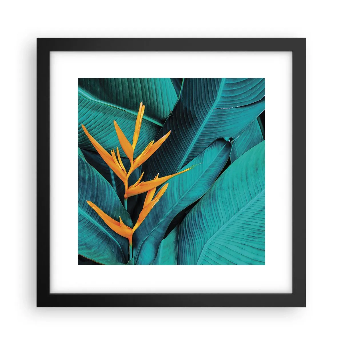 Affiche dans un cadre noir - Poster - Fleur d'Eden - 30x30 cm