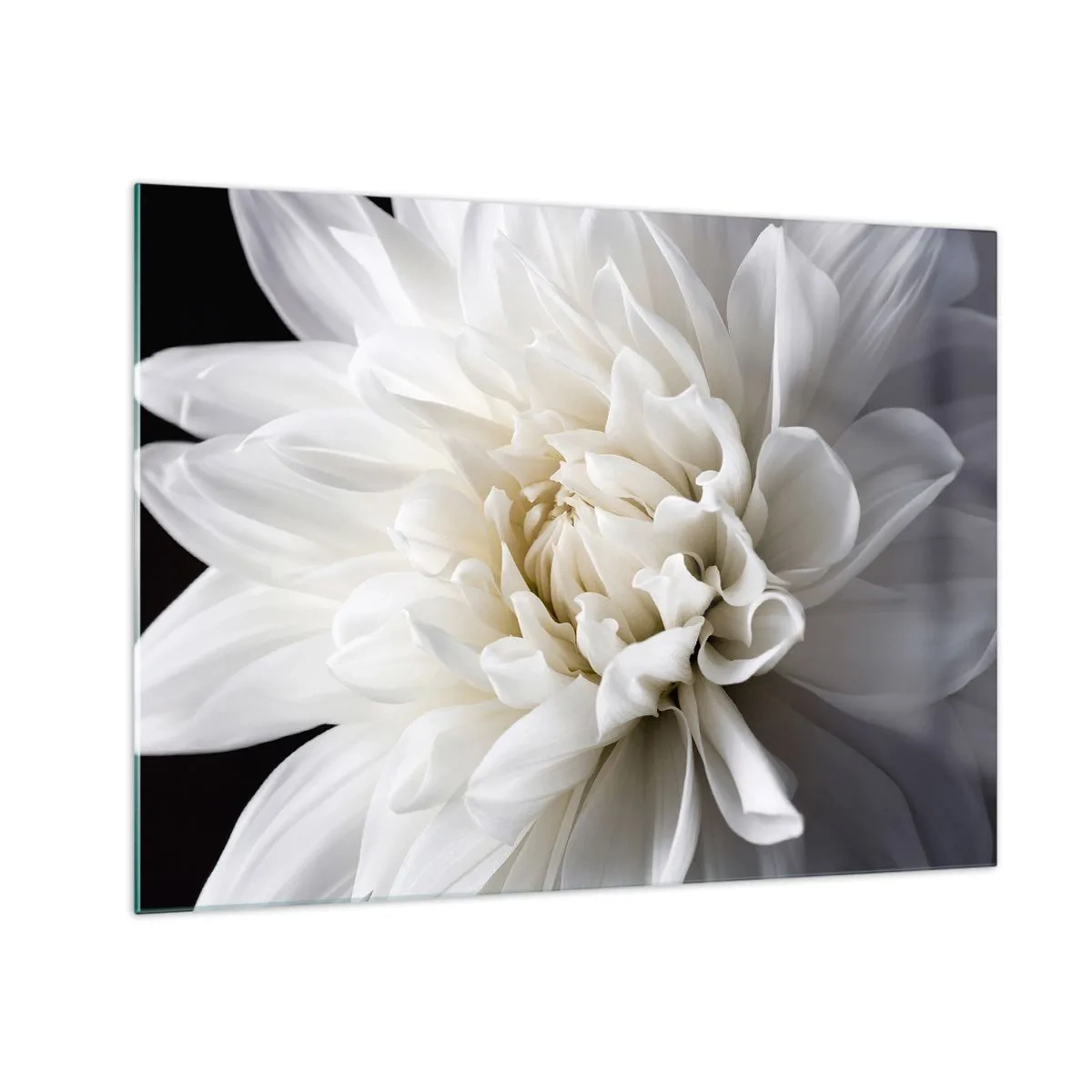 Impression sur verre - Image sur verre - Gros plan d'un dahlia blanc sur fond noir et gris - 70x50cm - Le matin de la jeune mariéé - Décoration murale moderne pour le salon et la chambre ARTTOR