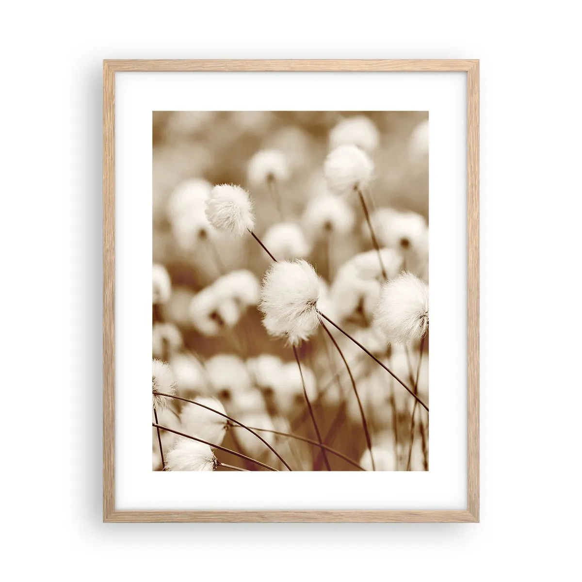 Affiche dans un chêne clair - Poster - Tige moelleuse - 40x50 cm